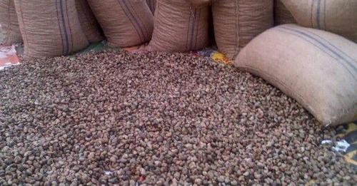 Vườn trồng điều - Cashew Phước Bình - Công Ty Cổ Phần Xuất Nhập Khẩu Sản Xuất Và Chế Biến Hạt Điều TTH